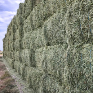 Premium Timothy Hay Sample